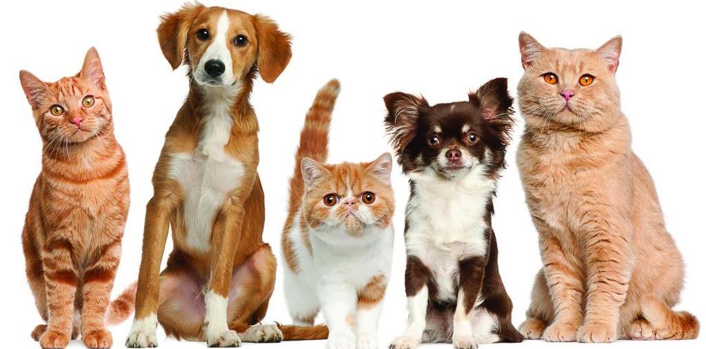Доска объявлений о животных | ЗооТом - продажа, вязка и услуги для животных в Сычевке