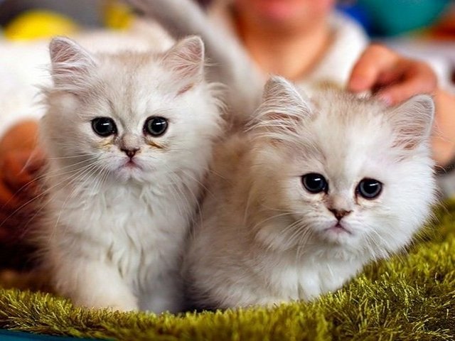Породы кошек в Сычевке | ЗооТом портал о животных