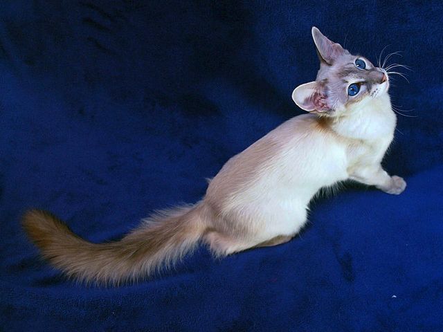 Выведенные породы кошек в Сычевке | ЗооТом портал о животных