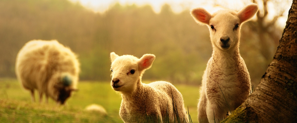 Объявления о сельскохозяйственных животных | ЗооТом - продажа, вязка и услуги для животных в Сычевке
