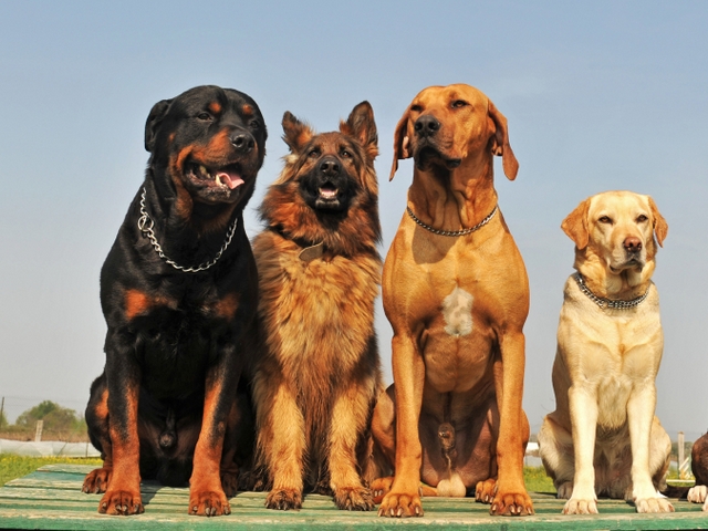 Крупные породы собак в Сычевке | ЗооТом портал о животных